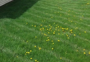 Dandelions