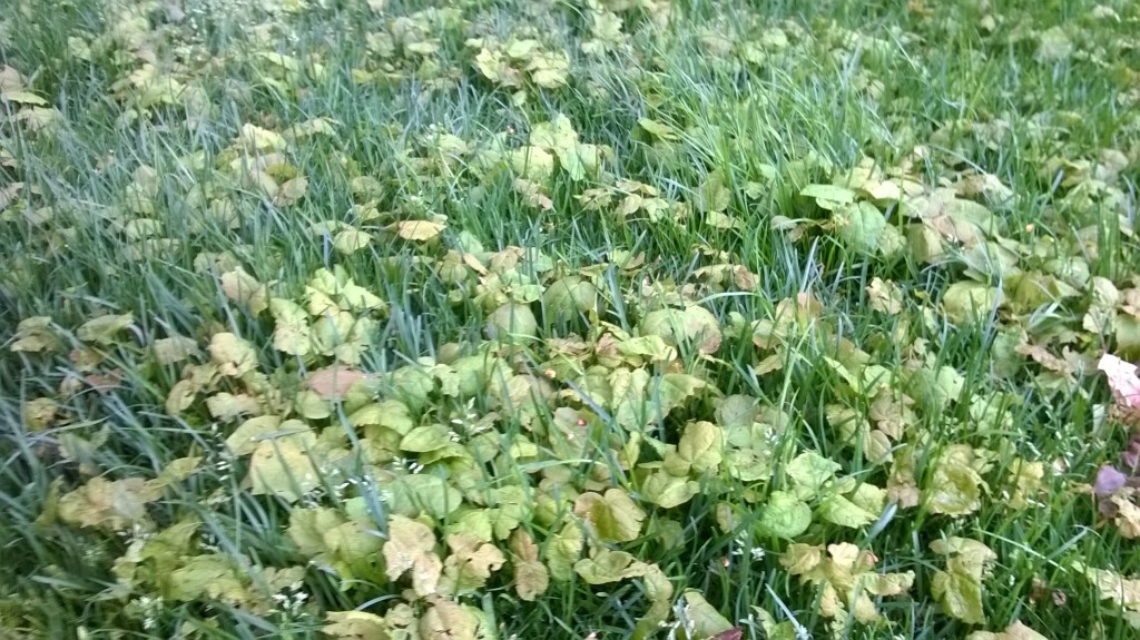 maple seedlings