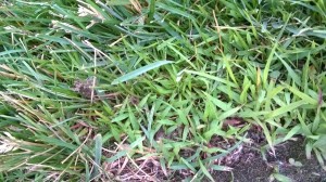 Crabgrass