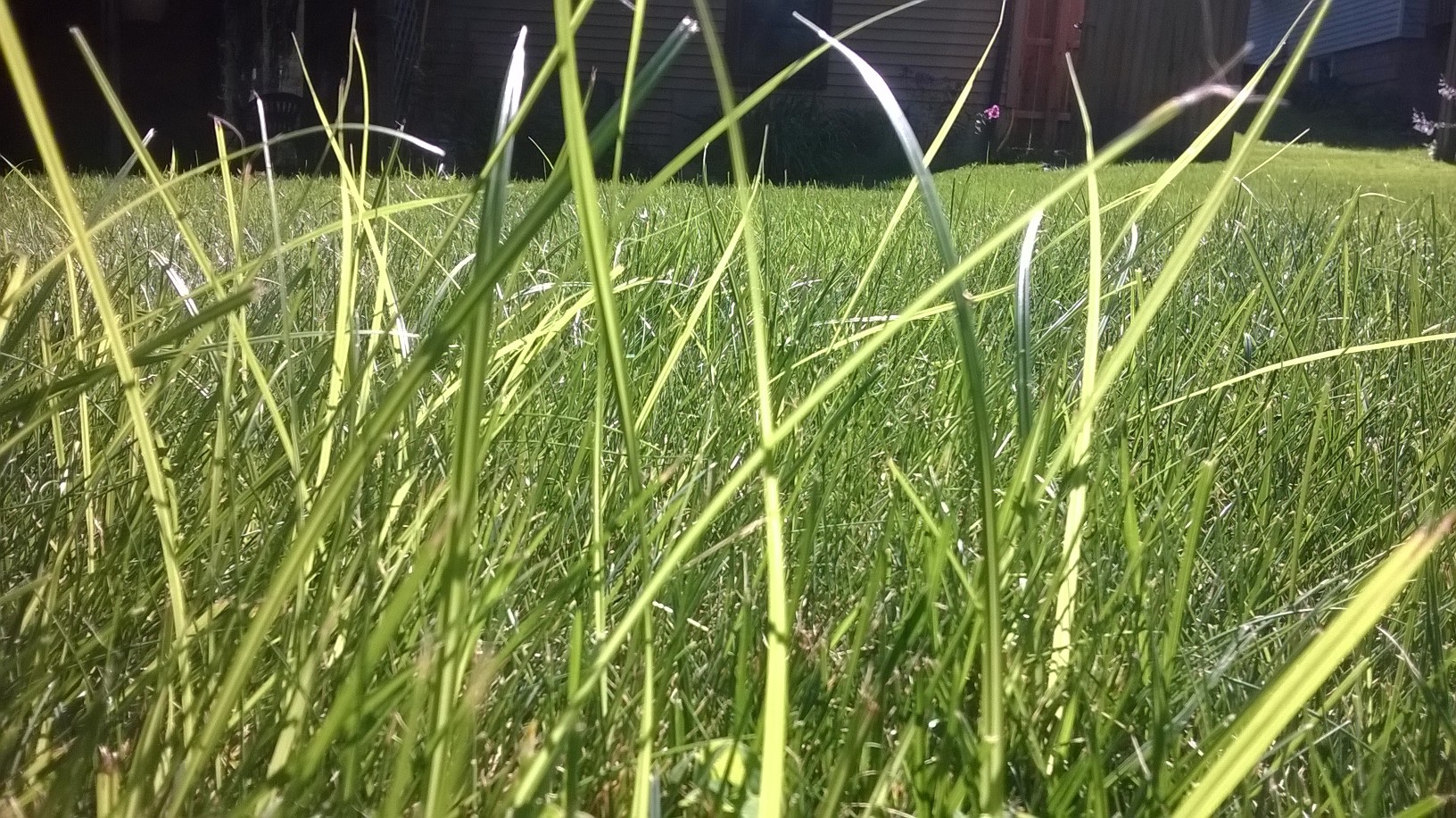 Yellow Nutsedge Harkes Landscape Management, LLC