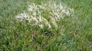 Stringy Grass - Fountain Grass