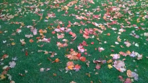 Leaves on a lawn