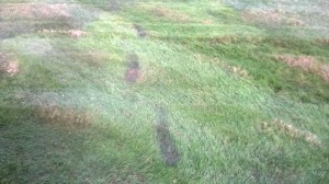 footprints on my lawn