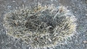 Divide Ornamental Grasses